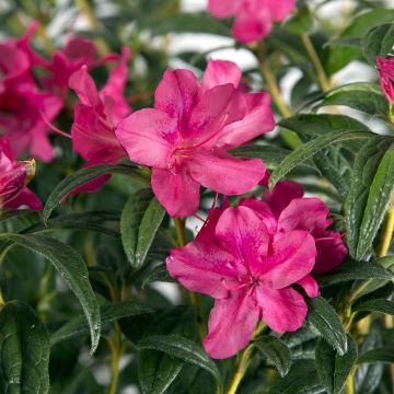 Azalea japonica ENCORE Jewel