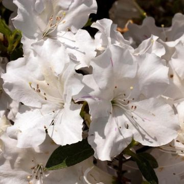 Azalea japonica ENCORE Lily