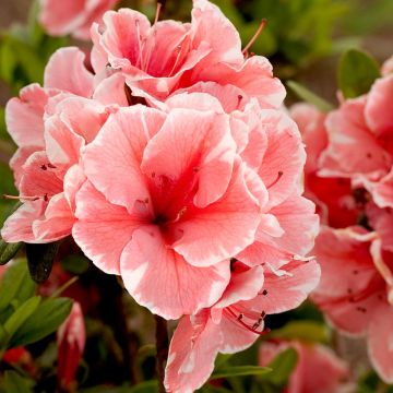 Azalea japonica ENCORE Sunburst