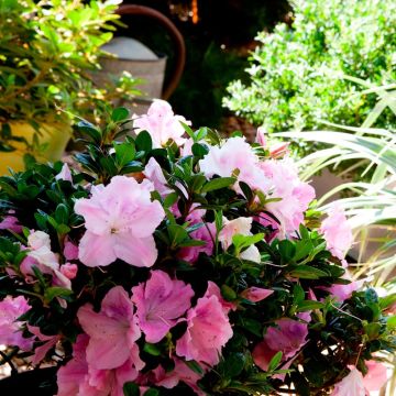 Azalea japonica ENCORE Sweetheart