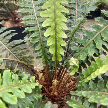 Blechnum discolor - Felce