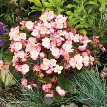 Begonietta Maxima Rose Bicolor