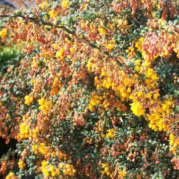 Berberis stenophylla Corallina Compacta - Crespino