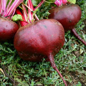 Barbabietola D'Egitto Bio