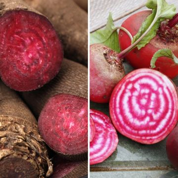 Barbabietola Crapaudine e Chioggia Bio
