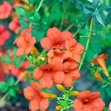 Campsis tagliabuana Madame Galen - Bignonia