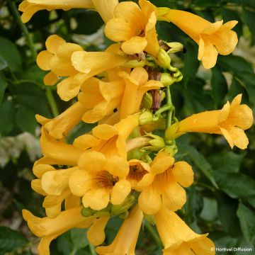Campsis tagliabuana Golden Trumpet - Bignonia