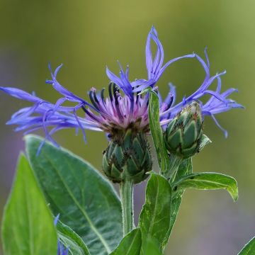 Centaurea montana - Fiordaliso montano