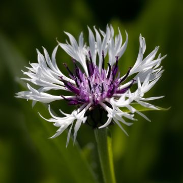 Centaurea montana Purple Heart - Fiordaliso montano