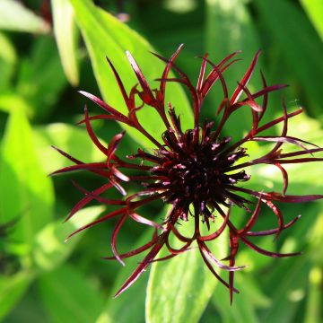 Centaurea montana Black Sprite - Fiordaliso montano
