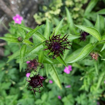 Centaurea montana Jordy - Fiordaliso montano
