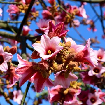 Brachychiton discolor - Albero fiamma rosa