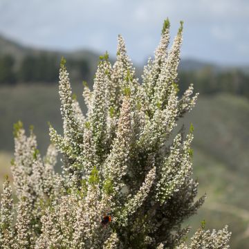 Erica arborea Pink Joy