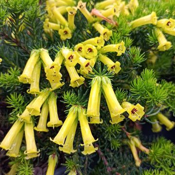 Erica nana Limoncello