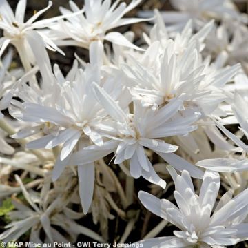 Colchicum autumnale Alboplenum - Colchico d'autunno