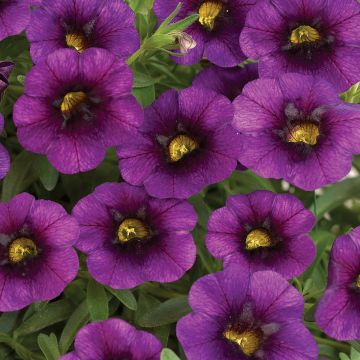 Calibrachoa Noa Ultra Purple - Petunia nana
