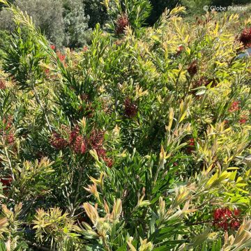 Callistemon Outback Fire - Pianta scovolino