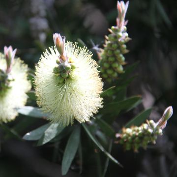 Callistemon citrinus Albus - Pianta scovolino