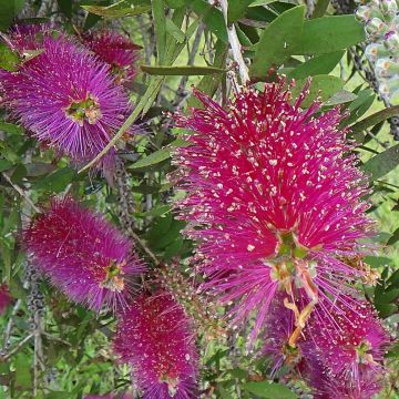 Callistemon citrinus Burgundy - Pianta scovolino
