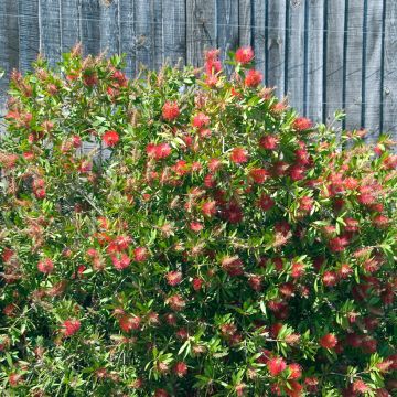 Callistemon citrinus Splendens - Pianta scovolino