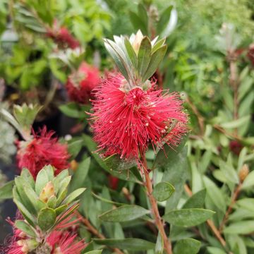 Callistemon masotti Mini Red - Pianta scovolino