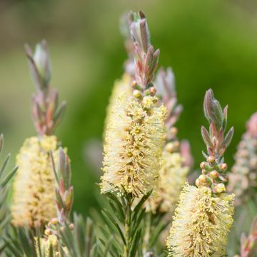 Callistemon pityoides Widdicomb Gem - Pianta scovolino