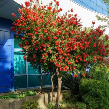 Callistemon rigidus - Pianta scovolino