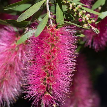 Callistemon viminalis Bright Pink - Pianta scovolino
