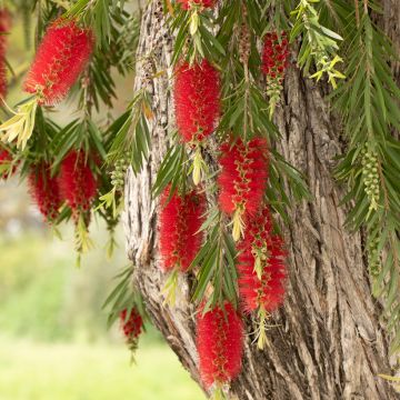 Callistemon viminalis - Pianta scovolino