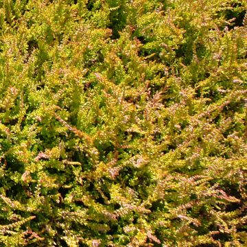 Calluna vulgaris Boskoop - Brugo