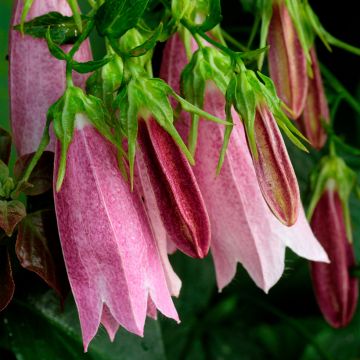 Campanula takesimana Elisabeth