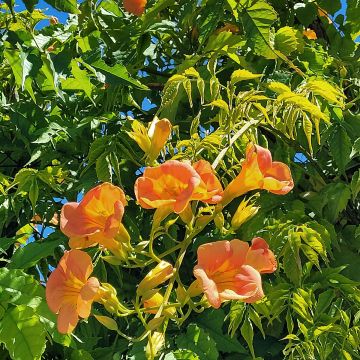 Campsis tagliabuana Summer Jazz Gold - Bignonia