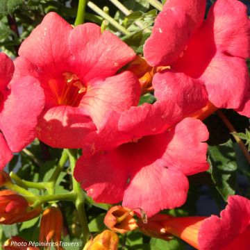 Campsis tagliabuana Grenadine - Bignonia
