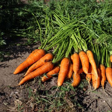 Carota Adelaide F1