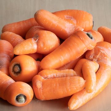 Carota Caracas