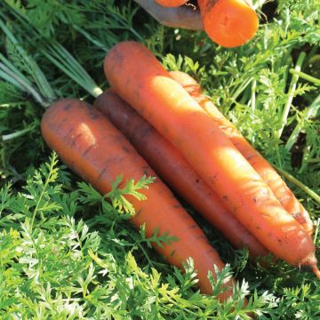 Carota Kelly