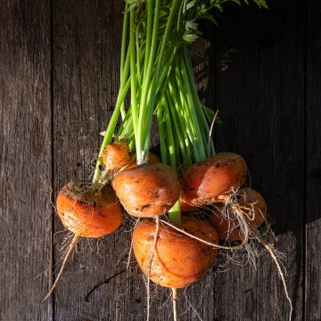Carota Paris market