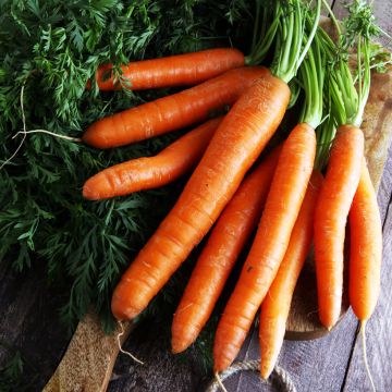 Carota Nigel F1