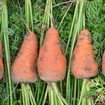 Carota Chantenay a cuore rosso