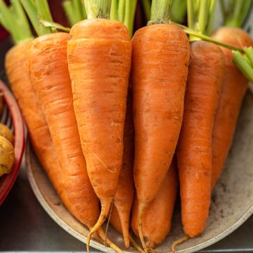 Carota de Luc