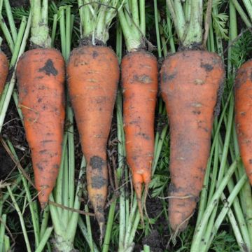 Carota Saint-Valéry