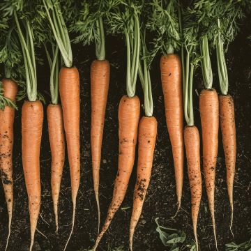 Carota de Tilques