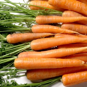 Carota Berlikum 2