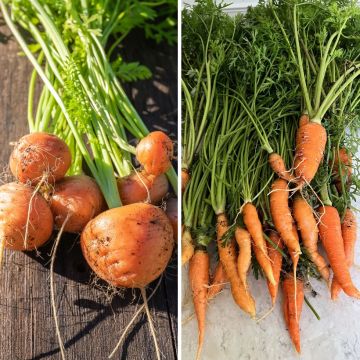 Carota Paris market 3 - Nantaise 2