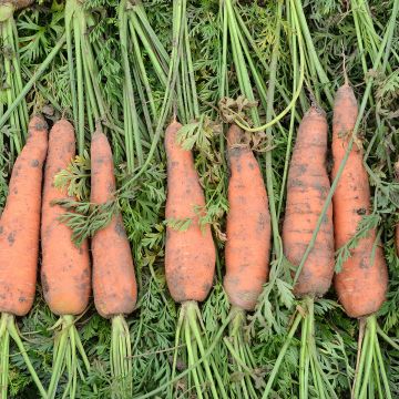Carota Nantese 2