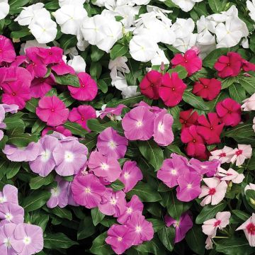 Catharanthus roseus Cora Cascade Mix - Pervinca del Madagascar
