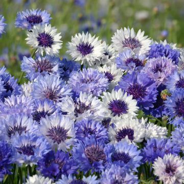 Centaurea cyanus Classic Fantastic - Fiordaliso vero
