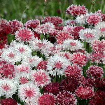 Centaurea cyanus Classic Romantic - Fiordaliso vero