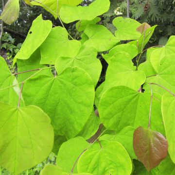 Cercis canadensis Melon Beauty - Albero di Giuda
