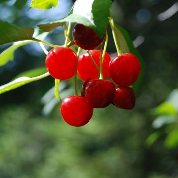 Amareno Cherry Boop